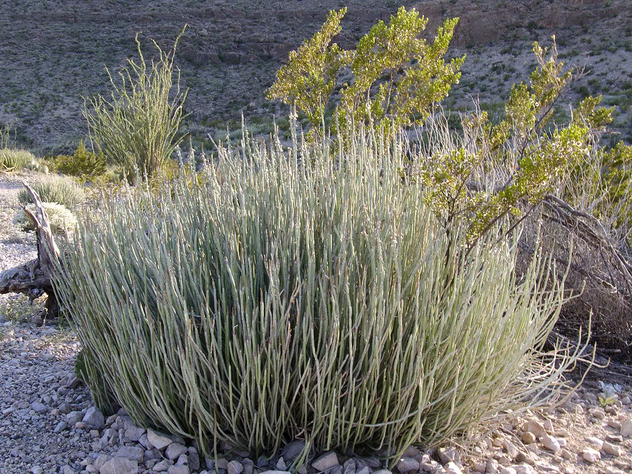 Candelilla Wax